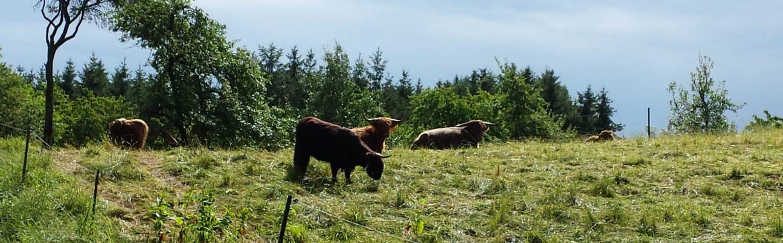 Hochlandrind bio Rindfleisch Toppic