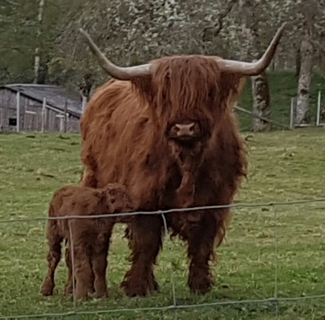 bio-hochlandrind005