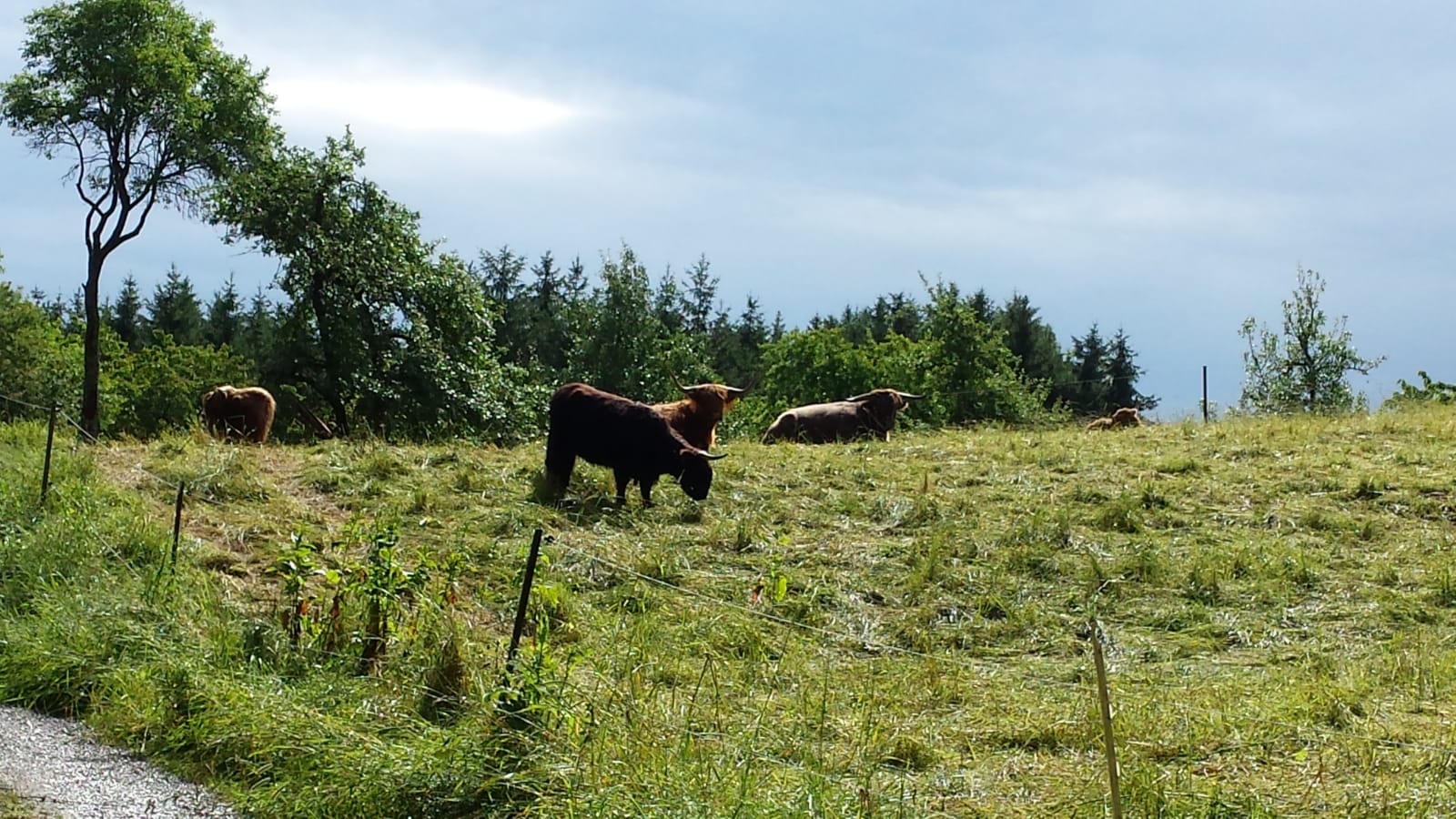 bio-hochlandrind006