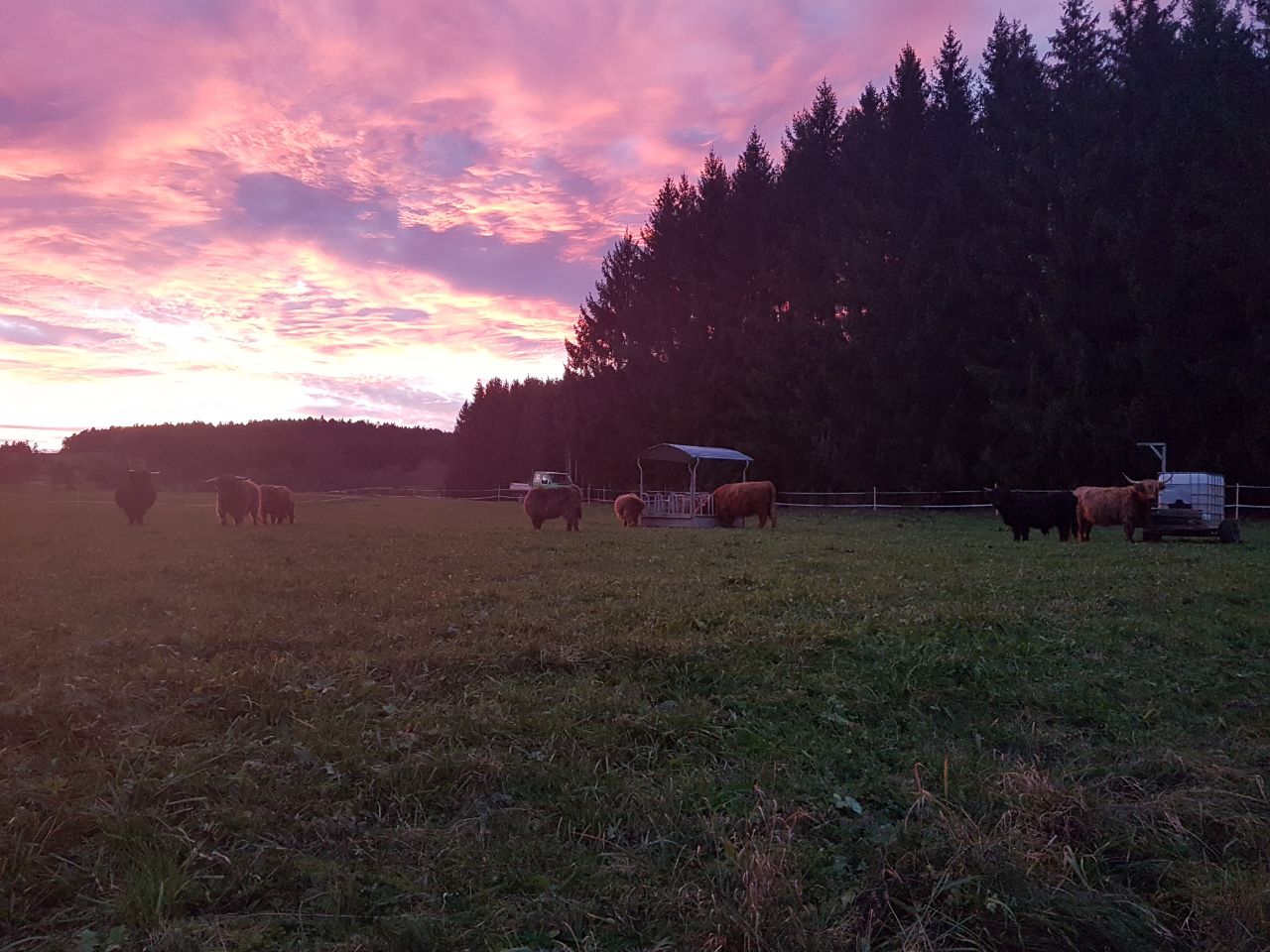 bio-hochlandrind028